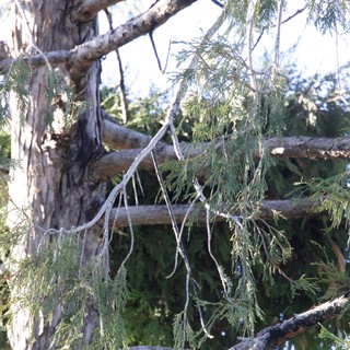 Drooping Cedar Branches in Winter Light