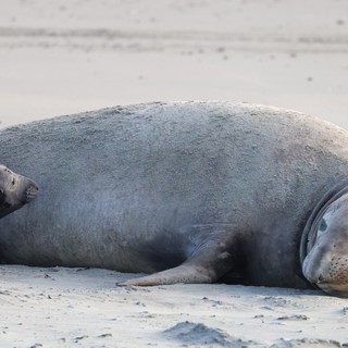 Mother Elephant Seal and Pup Resting on Beach