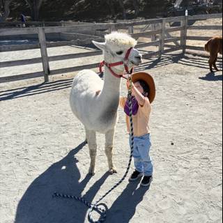 Llama Love at Carmel Valley