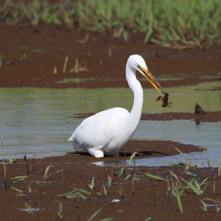 Great Egret Catches Crayfish in Shallow Wetland