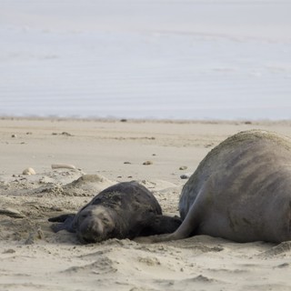 Mother and Pup Elephant Seals Resting on Beach
