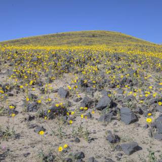 Hill covered in yellow wildflowers under a blue sky