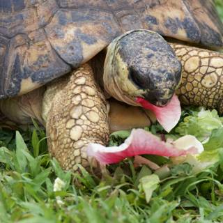 Lunchtime at the Zoo: A Tortoise's Feast