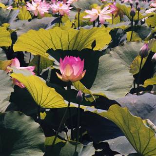 Lotus Flower Amidst a Sea of Greenery