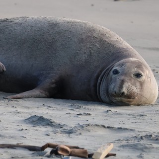 Elephant Seals Resting on Sandy Beach at Drakes Beach