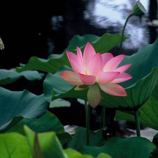 Pink Lotus Blossom