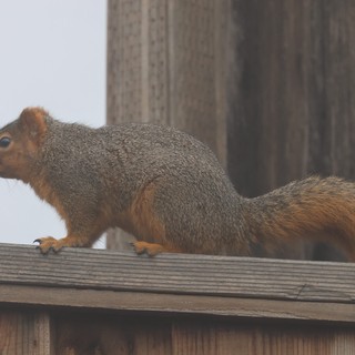 Fox Squirrel Perched on Wooden Deck Railing