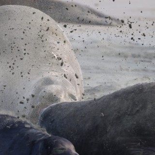 Elephant Seal Pups Resting on Sandy Beach