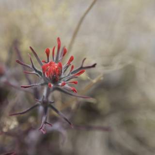 Vibrant Red Geranium in the Desert