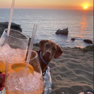 Sunset Drink Date with My Pup