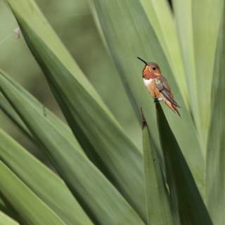 Intricate Elegance: A Perched Hummingbird