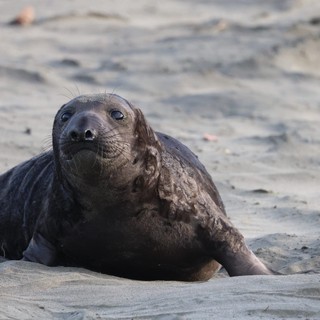 Elephant Seal Pup Resting on Drakes Beach Sand