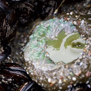 Giant Green Anemone Exposed Among Tidal Mussels