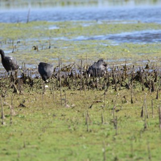 American Coots Foraging in Flooded Agricultural Wetlands