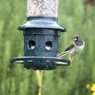 Junco Braving the Rain at Bird Feeder
