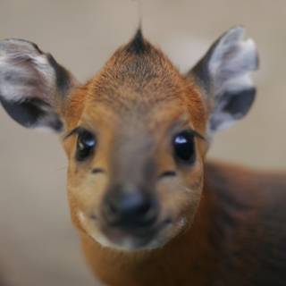 Majestic Deer in Close-up