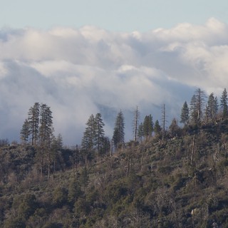 Smoky Mountain Ridge with Sparse Conifer Forest
