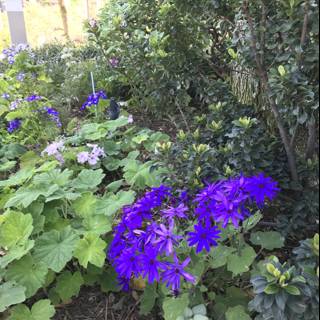 Purple Petunias in a Lush LA Garden