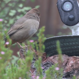 Small Bird Perched Near Security Camera in Garden
