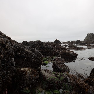 Mussel-Covered Rocks at Low Tide Coastal Pools