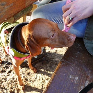 Dachshund Receives Gentle Petting from Owner