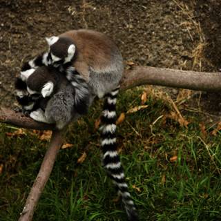 Lemur Loveliness at Oakland Zoo