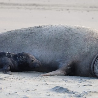 Elephant Seal Mother and Pup Resting on Beach