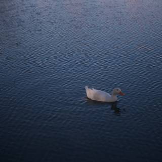 Serene Swan Lake
