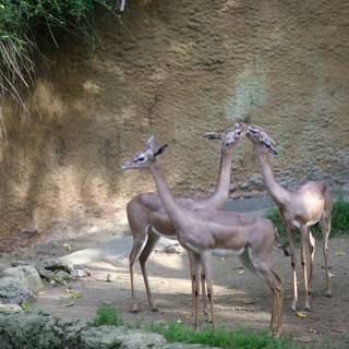 The Trio of Gazelles