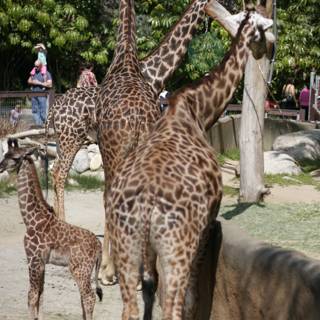 Majestic Giraffes in Their Zoo Enclosure