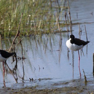 Black-necked Stilts Wading in Wetland Habitat