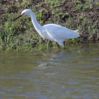 Snowy Egret Foraging Along Muddy Wetland Shore