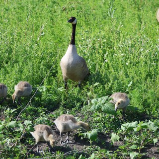 Canada Goose Family Foraging in Wetland Grassland