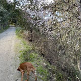 Canine Adventures in Carmel