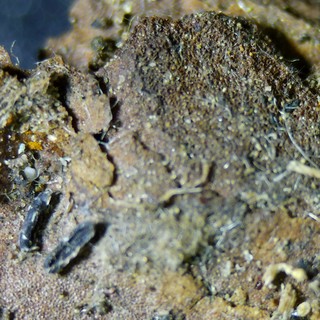 Macro View of Crumbling Rock and Organic Debris