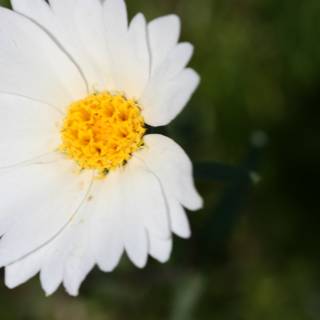 White Daisy in the Green Field