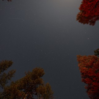 Starry Night Sky Over Lassen's Autumn Canopy