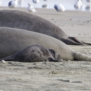 Elephant Seal Mother and Nursing Pup at Drakes Beach