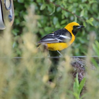 Hooded Oriole Perched Near Security Camera