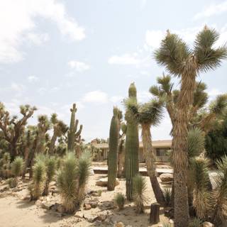 Majestic Cactus Garden