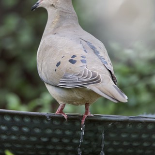 Mourning Dove Perched at Garden Bird Bath