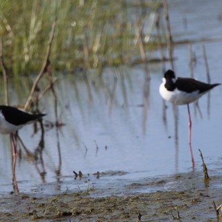 Black-necked Stilts Foraging in Shallow Wetland Waters