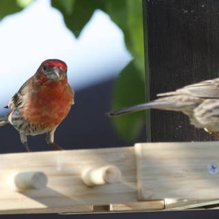 Garden Companions