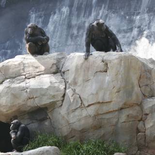 Three Monkeys on a Rock