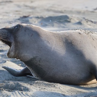 Elephant Seal Resting on Sandy Beach at Dusk