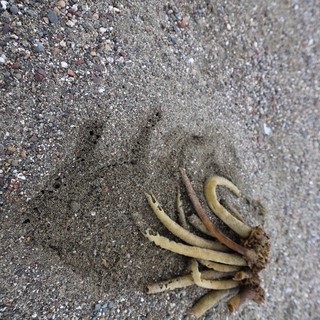 Weathered Coral Fragment Resting on Pebbly Beach Sand