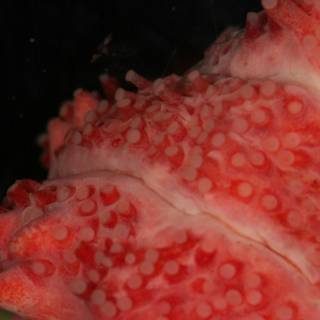 The Spotted Red Octopus