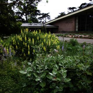 Enchanting Cottage Garden in San Francisco