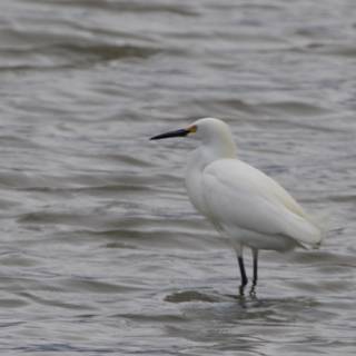 Majestic Presence at San Pablo Bay