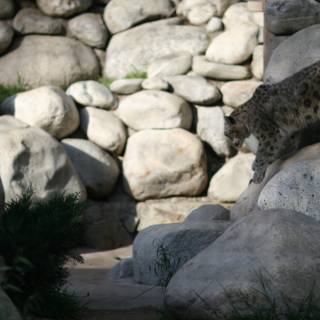 Majestic Snow Leopard on Rocky Terrain